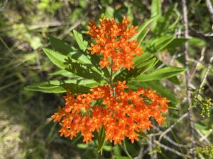 Butterfly Weed - Bright orange compound flour against background of green leaves