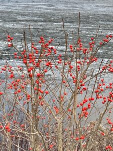 photograph. Red berries cling to bare gray-brown branches of a shrub against a background with small white chunks of ice floating on the gray-green surface of a pond.